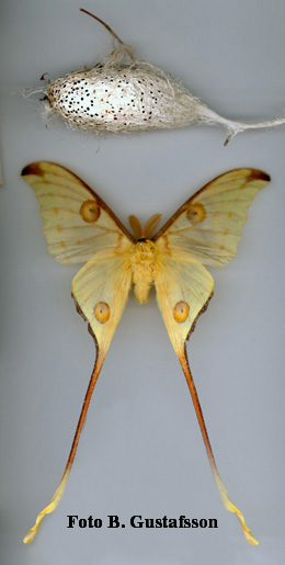 pupa and imago of Argema mittrei